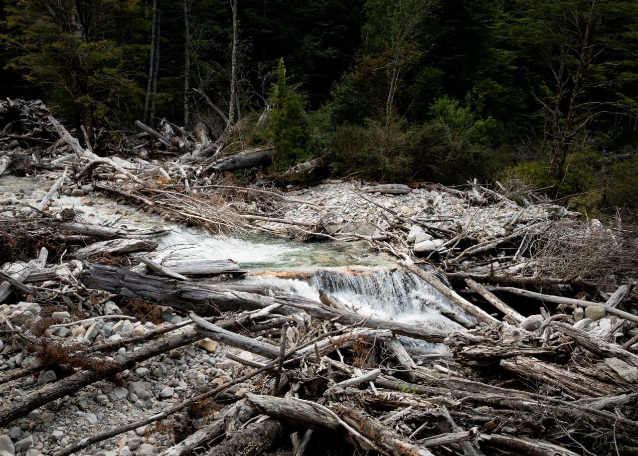 Rápidos entre troncos junto al bosque