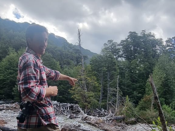 Anfitrión explorando restos de bosque caído, Reserva Río Figueroa