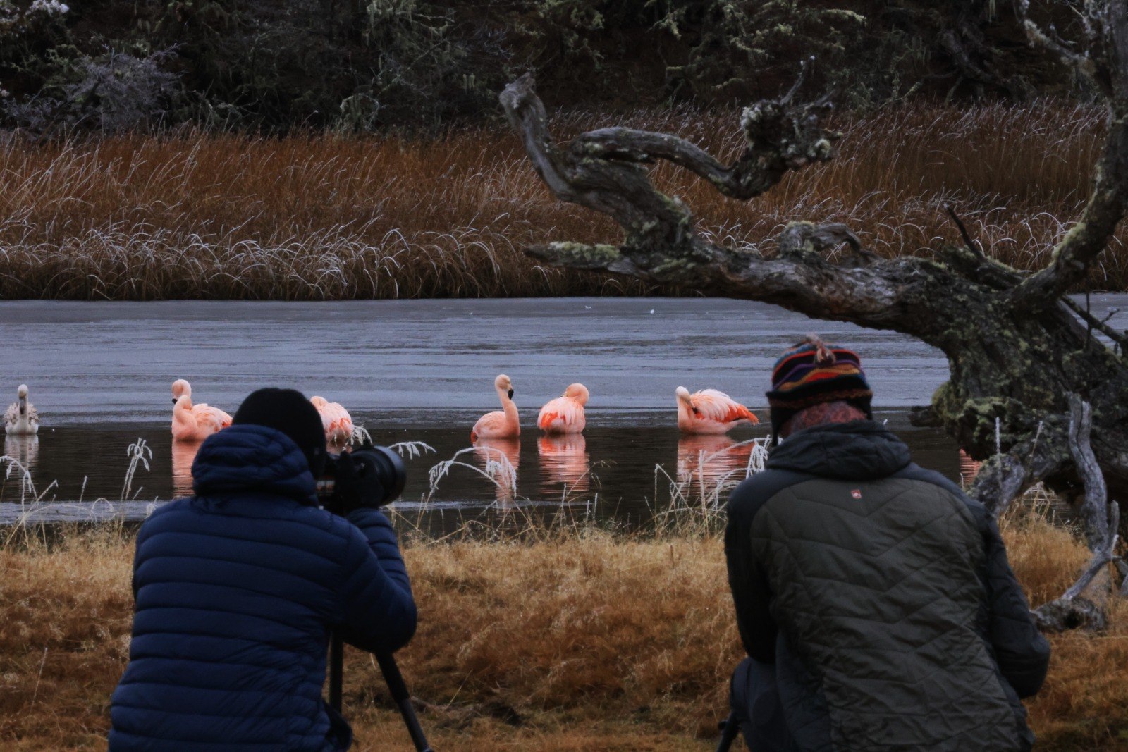 Observación de flamencos en una laguna patagónica