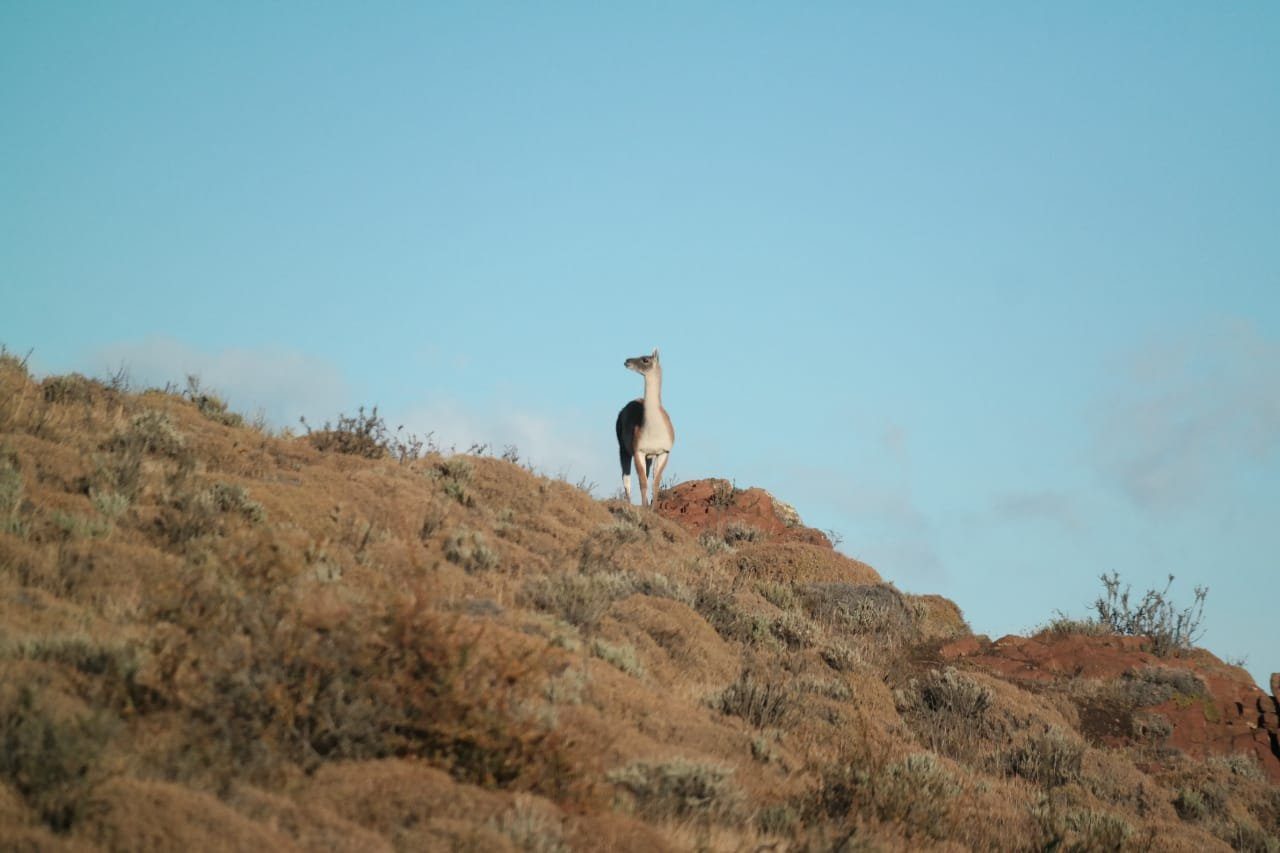Guanaco en un cerro de Torres del Paine