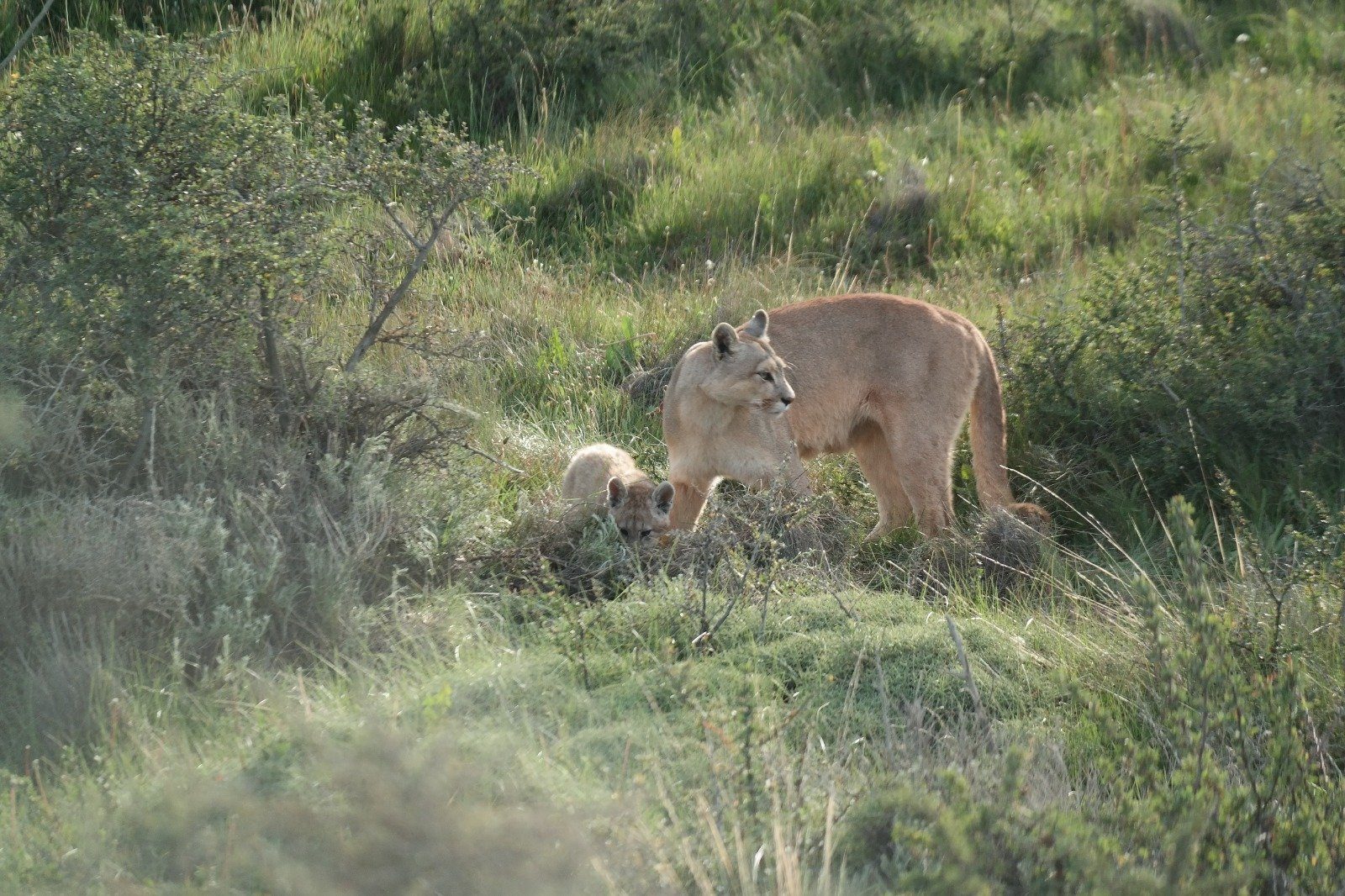 Puma con su cachorro en la estepa patagónica