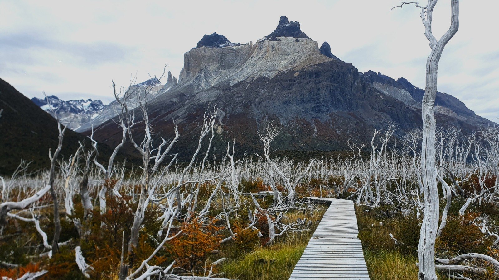 Sendero entre árboles muertos hacia los Cuernos del Paine
